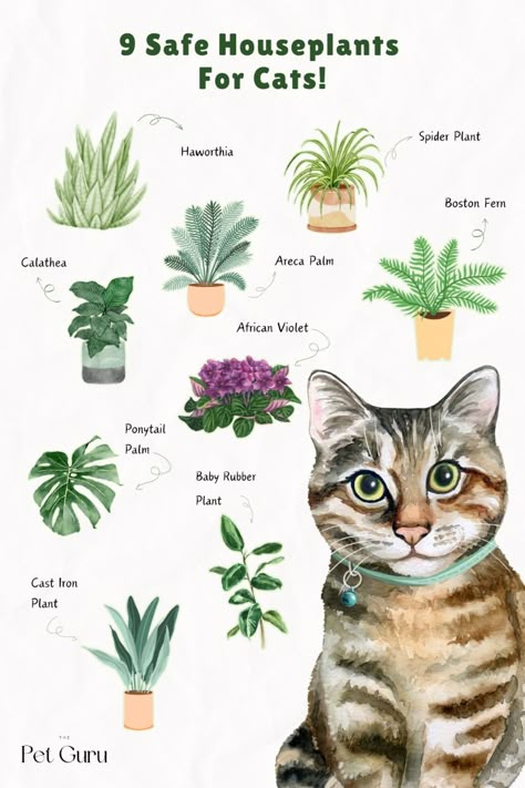 Looking for cat-friendly houseplants? Check out these 9 absolutely gorgeous, non-toxic plants that are ideal for cat owners! These plants will add greenery to your home without risking your pet! 🌿🐱    #cats #catlover #houseplants #flowers #pets #petcaretips #petcare Minimalist Home With Plants, Cat Safe Plants Indoor, Plants For Cats Indoor, Cat Friendly Decor, Cat Friendly Room Decor, Cat Friendly Plants Indoor, Cat Friendly Apartment, Pet Safe House Plants, Non Toxic House Plants