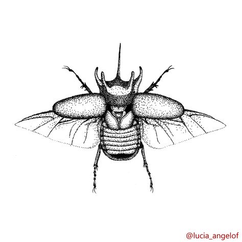 Bettle Bug Drawings, Beatle Drawings Bug Simple, Dot Shaded Tattoo, Kolrosing Designs, Sketch Shading, Beatles Drawing, Bug Drawing, Insect Drawing, Beetle Drawing