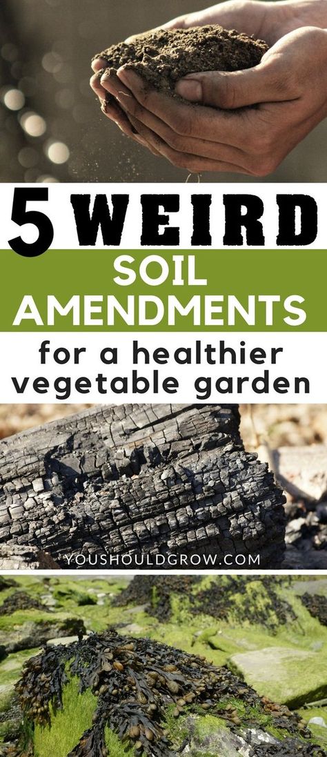 Organic Vegetable Gardening Tips: All of these soil additives can be mixed into your soil or even added to your compost pile. Using these items in your garden might seem weird, but they offer many benefits for improving soil in vegetable gardens. Compost Pile, Vegetable Garden Planner, Vegetable Garden For Beginners, Organic Vegetable Garden, Vegetable Gardens, Garden Planner, Home Vegetable Garden, Homestead Survival, Organic Gardening Tips