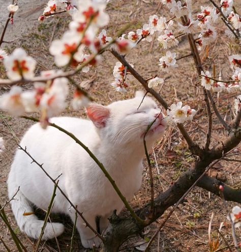 Cat Drawing Aesthetic, Cat Island Japan, Aesthetic Sakura, Calming Cat, Cat Island, Chinese Aesthetic, Drawing Aesthetic, Plum Blossoms, Japanese Cat