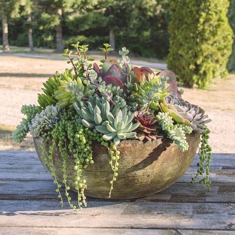 #succulents #plants #garden #gardendesign #gardeningtips #planters #onlineshopping #buynow #shop #shopping #plantsale Large Outdoor Planters, Succulent Garden Design, Succulent Landscaping, Succulent Planters, Succulent Garden Diy, Growing Succulents, Succulent Gardening, Succulents In Containers, Porch Garden