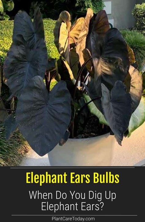 When To Dig Up Elephant Ears Bulbs [Colocasia] Growing Elephant Ears, Patio Vines, Boarder Garden, Black Elephant Ears, Fruit Planting, Elephant Ear Plants, Elephant Ear Bulbs, Houseplant Tips, Elephant Plant