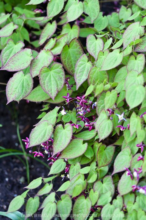 Barrenwort (Epimedium) 6" high shade groundcover deer resistant  and walnut tolerant-dry areas Epimedium Rubrum, Bronze Autumn, Dry Shade Plants, Plants Under Trees, Shady Garden, Heart Shaped Leaves, Shade Garden Plants, Garden Farm, Flowers Heart