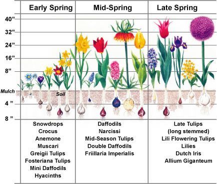 Spring Blooming Flowers, Bulb Planting, Hot Colors, Fall Bulbs, Different Types Of Flowers, Spring Flowering Bulbs, Garden Bulbs, Spring Bulbs, Fall Plants