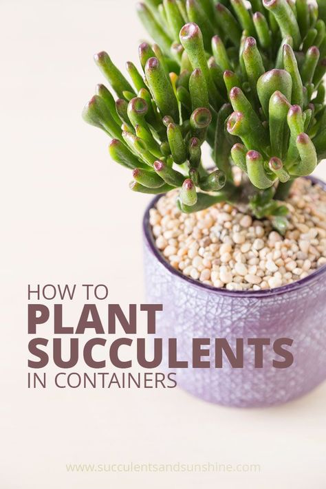 This step-by-step photo tutorial for planting newly purchased succulents will help give you a good foundation for next succulent garden! via @succsandsun Plant Succulents In Containers, How To Water Succulents, Plant Succulents, Nutrition Quotes, Succulent Seeds, Propagating Succulents, Types Of Succulents, Succulent Soil, Fitness Exercises