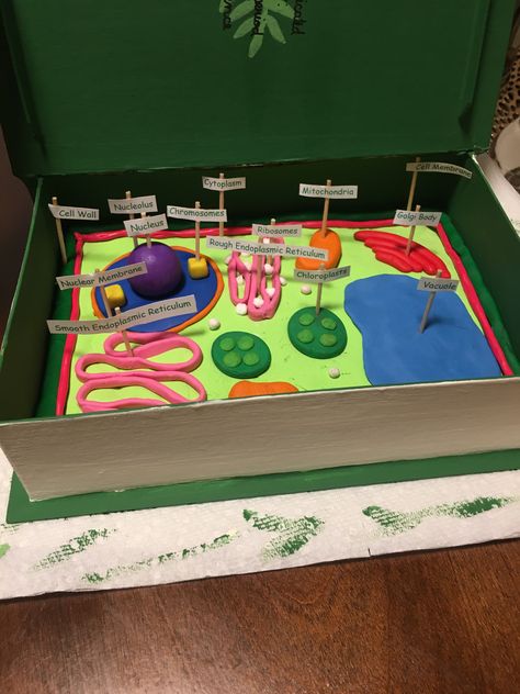 Plant Cell Shoe Box Project, Shoe Box Plant Cell Model, 3 D Animal Cell Model Project, Plant Cell Project Ideas Models, Plant Cells Project Ideas, Animal Cell Model Project, Plant Cell Organelles, 3d Plant Cell, Edible Cell Project