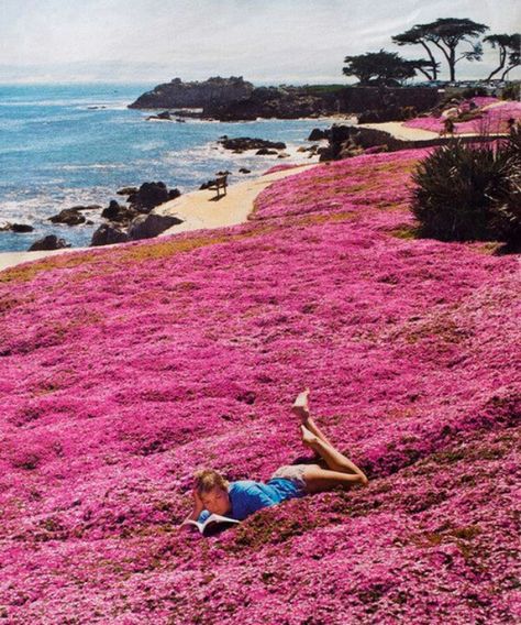 Seaside Park, Monterey, California pink grass Seaside Park, Monterey California, California Photos, Pacific Grove, Halong Bay, Pacific Coast Highway, Bohol, California Dreamin', California Dreaming