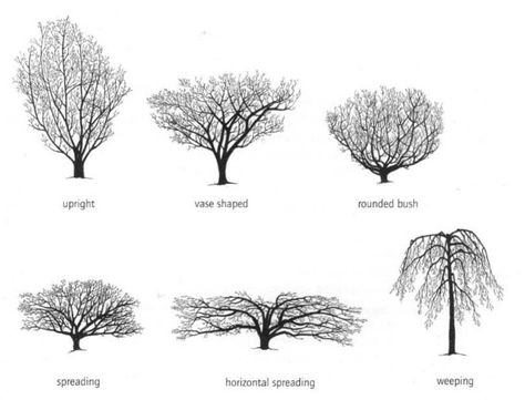 hazel tree illustration | Witch hazels are small trees/shrubs that grow 10 to 20 feet high and ... Witch Hazel Tree, Hazel Tree, Types Of Trees, Which Witch, Chicago Botanic Garden, Witch Garden, Vegetable Garden Planning, Garden Shrubs, Tree Illustration