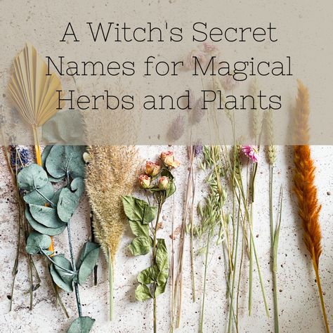 Herbs And Flowers Witchcraft, Plants Used In Witchcraft, Witch Names For Herbs, Witchy Herbs And Meanings, Folk Names For Herbs, Herbal Names, Folk Magic Witchcraft, Herbal Magic Witchcraft, Herbology Witchcraft