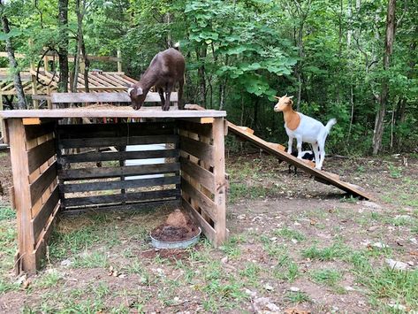 DIY Goat Playhouse & Shelter - The Little Frugal House Goat Playhouse, Diy Goat Shelter, Shelter Architecture, Goat Feeder, Goat Playground, Goat Toys, Goat Shed, Livestock Shelter, Goat Shelter