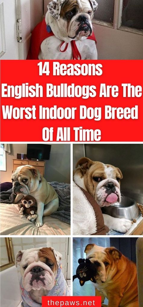 We think English Bulldogs may very well be on top of the worst indoor dog breed of all time. Here are 14 reasons why! English Bulldog Collar, Bulldog Quotes Funny, Bull Dogs English Bulldogs, Bull Dogs English, English Bulldog Clothes, Bulldog Outfits, Bull Dog Puppies, Olde English Bulldog Puppies, Brindle English Bulldog