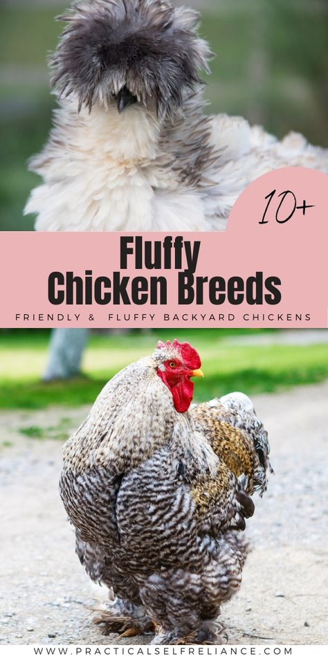 Best Fluffy Chicken Breeds Unique Chicken Breeds, Pet Chickens Breeds, Fluffy Chickens, Frizzle Chickens, Brahma Chicken, Fluffy Chicken, Polish Chicken, Japanese Chicken, Chicken Owner