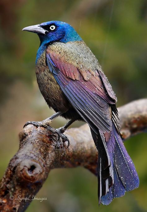 Common grackle (Quiscalus quiscula) widespread in North America Common Grackle, Tyler Tx, Amazing Birds, Most Beautiful Birds, Colorful Bird, Backyard Birds, February 19, All Birds, Bird Pictures