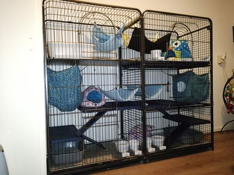 Big ferret cage. Two cages combinated. Big Ferret Cage, Big Ferret, Ferret Diy, Cage Decor, Ferret Cage, Rat Cage, Best Bedding, Pet Ferret, Pet Ideas