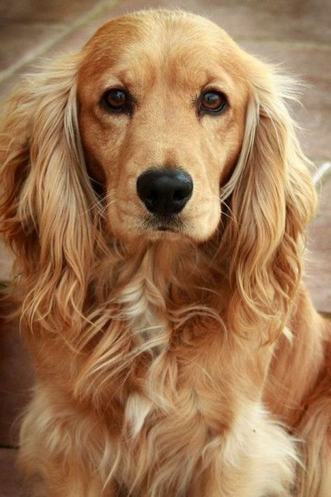 Golden Cocker Spaniel Puppies, Golden Retriever Cocker Spaniel, Golden Cocker Retriever, Golden Cocker, Golden Cocker Spaniel, Puppy Dog Pictures, Dog Tumblr, Spaniel Art, Great Pyrenees Dog