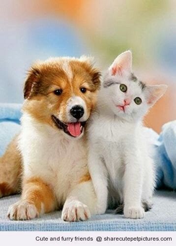 Kitten And Puppy, Pets Photography, Cute Puppies And Kittens, Cutest Puppies, Puppy Images, Domestic Animals, Animals Friendship, Kittens And Puppies