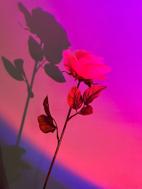 Pink Purple Blue Sunset, Aesthetic Oc, Aesthetic Rose, Violet Aesthetic, Rose Aesthetic, Sunset Rose, Dark Red Wallpaper, Water Aesthetic, Purple Vibe