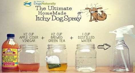 Diy Dog Spray, Itchy Dog Spray, Flea Shampoo For Dogs, Diy Dog Shampoo, Dog Spray, Itchy Dog, Flea Shampoo, Shampoo Recipe, Home Remedies For Skin