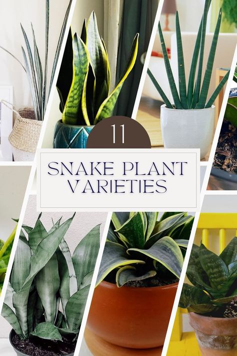 Snake Plant Indoor, Snake Plant Varieties, Plant Types, Types Of Snake, Sansevieria Plant, Plant Varieties, Snake Plants, Plant Hacks, Growing Indoors