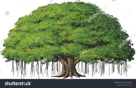 Banyan tree Stock Vectors, Images & Vector Art | Shutterstock Banyan Tree Illustration, Banyan Tree Painting, Banyan Tree Drawing, Tree Names, Ficus Benghalensis, Indian Miniatures, Brown Paper Textures, Tree Vector Illustration, Tree Poem