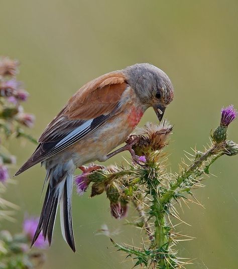 Linnet Bird, Birds Reference, Subject Object, White Tailed Eagle, Snow Goose, Sweeney Todd, Rare Birds, Bird Watcher, Linnet