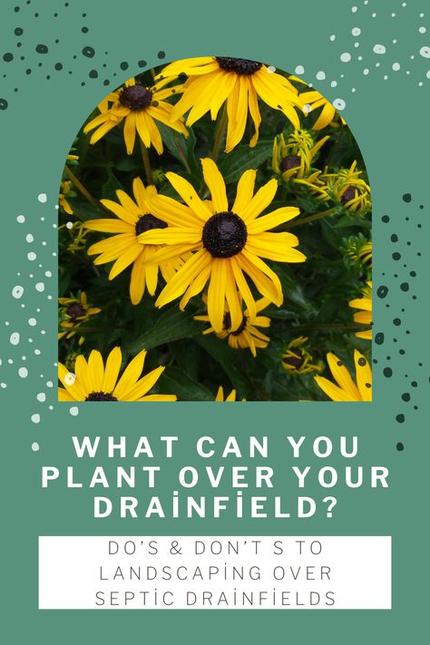 Septic drainfields can be tricky places to landscape over and around. There are a few things that you should be sure not to do over your drain field and you’ll likely have heard that you should steer away from anything except lawn over your drainfield. While this is true, there are plants that can actually be beneficial to plant on top of and near your drainfield. Septic Field Landscaping, Lake Ideas, House Dream, Design Blogs, Do's And Don'ts, Septic Tank, New Garden, Raised Garden Beds, Landscape Ideas