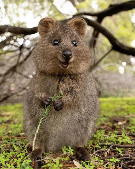 Jessica Khoury on Twitter: "Shoutout to the quokka, who always looks like he’s been minding the ale in the cellars below Redwall Abbey.… " Quokka Animal, Albino Animals, Rare Animals, Australian Animals, Amazing Animals, Happy Animals, Sweet Animals, Cute Creatures, Animal Tattoos