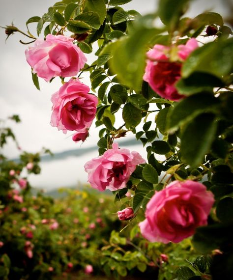 #Rose #Valley #Bulgaria #pinkRoses Bulgaria Rose, Rose Vans, Rosé Aesthetic, Bulgarian Rose, Camellia Flower, Cute Photography, Beautiful Sights, Spring Has Sprung, Rose Water