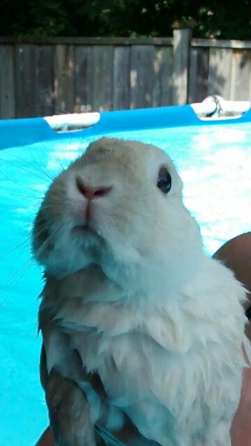 Bunny Swimming, Water Bunny, Pet Bunny Rabbits, Cutee Animals, Cute Buns, Pet Bunny, Super Cute Animals, Funny Bunnies