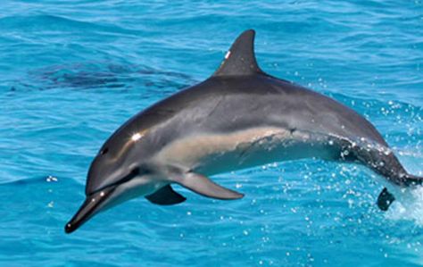 Spinner Dolphin | Oceana Spinner Dolphin, Bottlenose Dolphin, Marine Mammals, Humpback Whale, Outdoor Art, Ocean Life, Marine Life, Animal Design, Fishing Lures