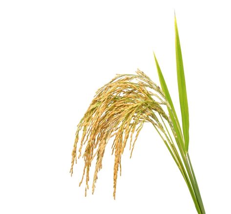 Rice Png, Rice Plant, Comic Reference, Burger Menu, Dry Rice, Food Projects, Rice Grain, Jasmine Rice, Brown Rice