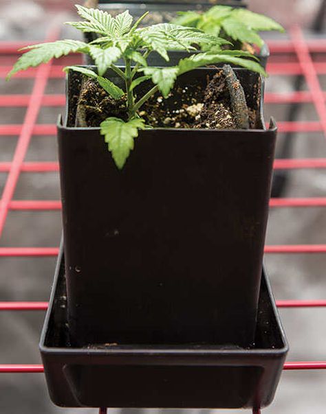 How to Grow Hemp | Gardeners.com Growing Hemp At Home, How To Grow Mary Jane, Growing Hemp, How To Grow Hemp, Hemp Plant, Growing Mary Jane From Seed, Growing Cannibas From Seed Indoor, Diy Greenhouse Plans, Tiered Garden