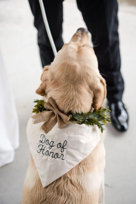 Dog in bandana that says "dog of honor". From article "how to include your dog in your wedding" by Photography by Jo, a Virginia wedding photographer based in Staunton. Click through to read tips on how to include pets in your wedding. Dog Bandana For Engagement, Dog Bringing Rings Wedding, Honor People At Wedding, Horse Beach Wedding, Wedding Dog Harness, Dog Of Honor Bandana, Wedding Ideas Dog Ring Bearer, Dog In A Wedding, Wedding Involving Dogs