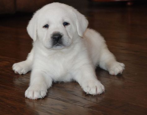 White Lab Puppy, Lebra Dog, Lebra Dog Puppy, White Puppy, Lab Dog, Lab Puppy Training, Fat Puppies, White Labrador Puppy, White Lab Puppies