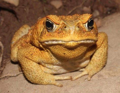 A handsome Cane Toad. Toad Reference, Frog Reference, Giant Toad, Chinese Giant Salamander, Colorful Frogs, Cane Toad, Inktober 2023, Animal Reference, Human Settlement