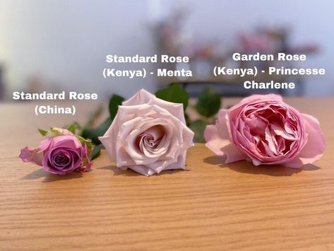 Flower Guide: Standard vs Garden Roses — Botany Studio Roses Garden Care, Standard Roses, Rose Garden Design, Long Vase, Most Popular Flowers, China Rose, Rose Absolute, Popular Flowers, Flower Guide