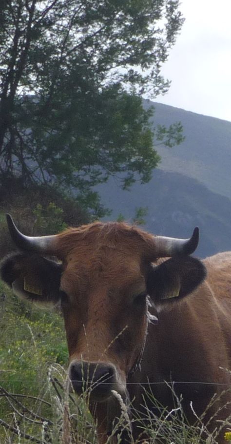 The inevitable Asturian cow photo Asturian, Cow Photos, Cow, Animals