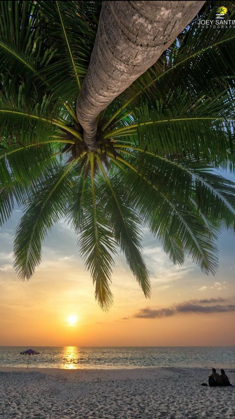 Coconut Palm Tree, Tropical Beaches, Coconut Palm, Beach Scenes, Tropical Paradise, Ocean Beach, Beautiful Sunset, Beach Photos, The Sand