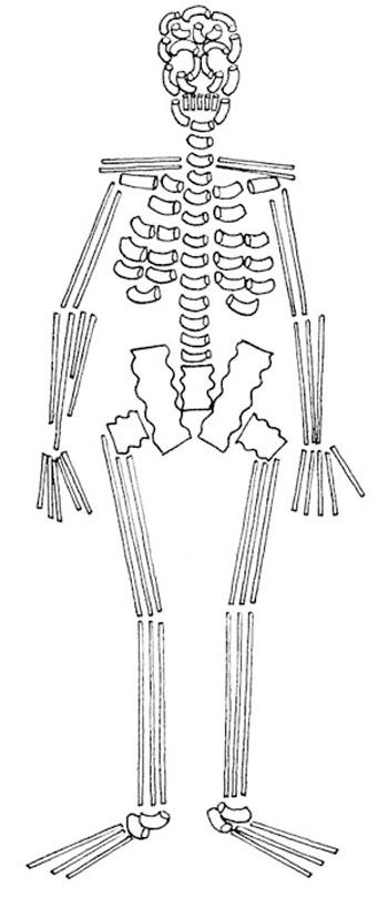 Students can create skeletons using spaghetti and other kinds of dried pasta. Pasta Skeleton, Skeleton Project, Skeleton Craft, Dried Pasta, Human Body Science, Montessori Diy, Steam Learning, Math Activities For Kids, Skeletal System