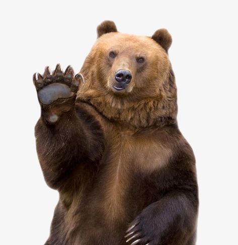 Bear Png, Nature Environment, Brown Bears, Endangered Animals, Polar Bears, Baby Signs, Endangered Species, Sign Language, Brown Bear