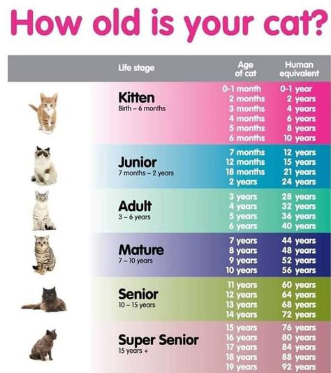 How old is your cat ? - Album on Imgur Cat Age Chart, Age Chat, Cat Warriors, Katt Grejer, Kat Diy, Cat Years, Cat Ages, Cat Language, Cat Essentials