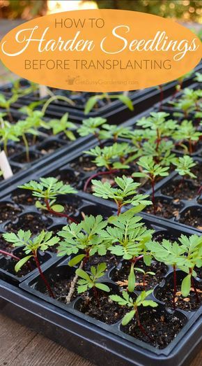 Rooting Plants, Hardening Off Seedlings, Backyard Homestead, Dallas Homes, Saving Seeds, Gardening Seeds, Starting Seeds, Victory Garden, Survival Gardening