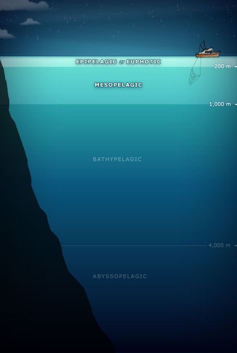 Pelagic waters Ocean Diagram, Depth Of Ocean, Layers Of The Ocean, Ocean Zones, Ocean Projects, Science Images, Commercial Fishing, Marine Science, Ocean Science