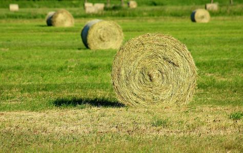 Bales Of Hay, Horse Hay, Grass Hay, Growing Grass, Farm Plans, Farm Business, Grass Type, Mini Farm, Hay Bales