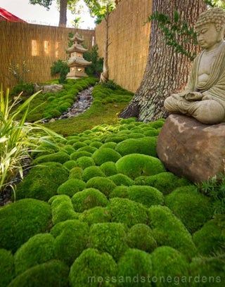 How to Create a Moss Garden : 5 Steps - Instructables Modern Japanese Garden, Japanese Gardens Design Ideas, Small Japanese Garden, Japanese Garden Landscape, Japanese Garden Design, Moss Garden, Rock Garden Landscaping, Bonsai Garden, Miniature Garden