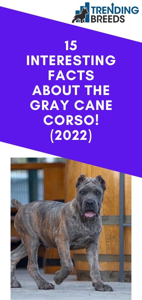 Gray Cane Corso, King Corso Dog, King Corso, Loyal Dog Breeds, Cane Corso Italian Mastiff, Italian Mastiff, Dog Print Tattoo, Athletic Dogs, Cane Corso Puppies