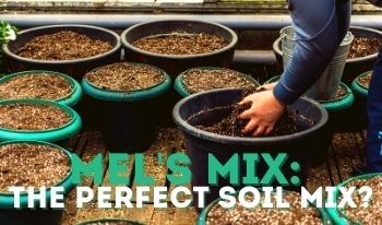 Raised Bed Soil Refresh, Mel’s Mix Soil, Garden Homestead, Mushroom Compost, Lasagna Gardening, Vegetable Garden Raised Beds, Garden Veggies, Living Off The Land, Square Foot Gardening