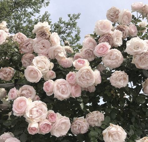 #pinkroses #rosesaesthetic #rosegold Pink Icon Wallpaper, Rosé Core, Icon Wallpaper, Nothing But Flowers, Flower Therapy, Pink And White Flowers, Slow Life, Pretty Plants, Beautiful Flowers Pictures