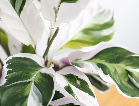 Greenhouse Goals, Calathea Plant Care, Calathea White Fusion, Sunroom Greenhouse, Ivy Plant Indoor, Fantasy Plant, Plants 101, Survival Foods, Plant Care Guide