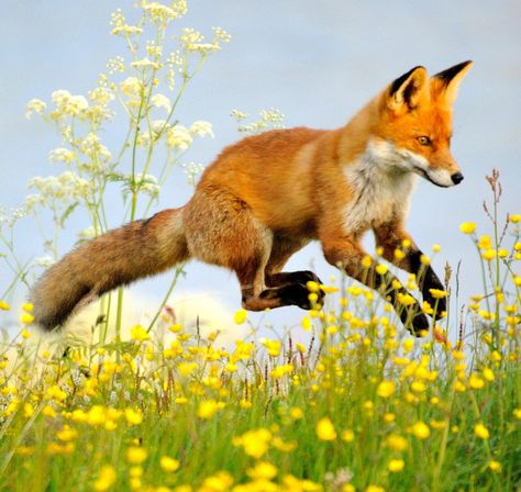 HourlyFox Image Fuchs Baby, Fantastic Fox, Flying Fox, Fox Pictures, Pet Fox, Fox Art, Wild Dogs, Wolf Dog, Cute Fox